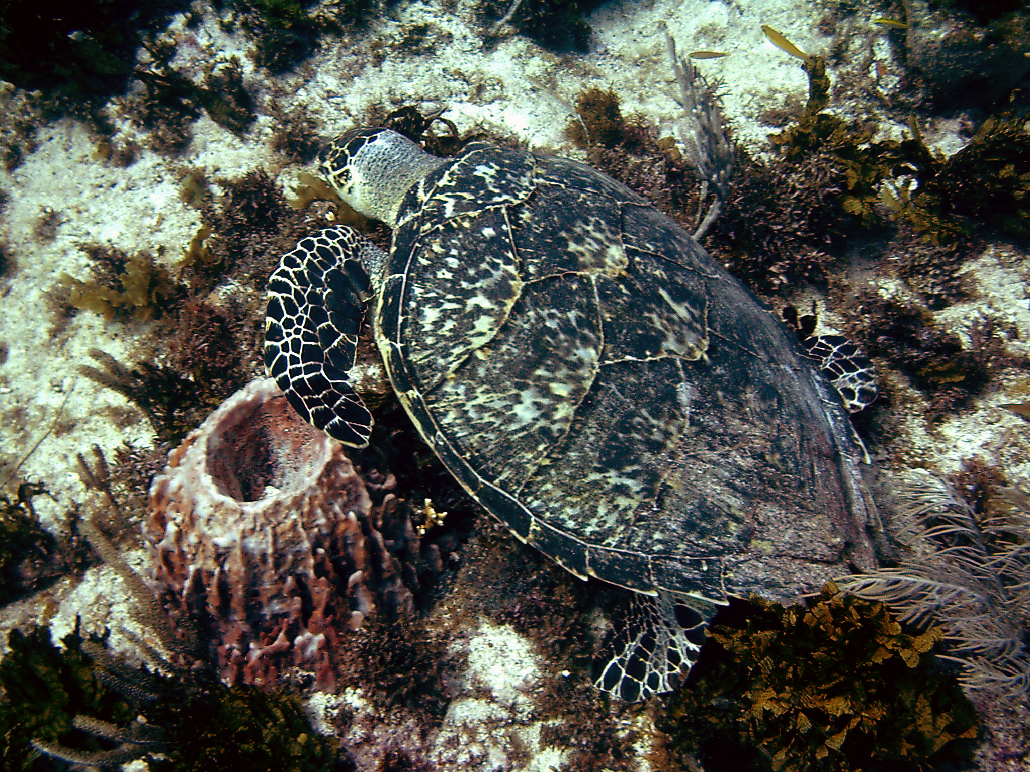 Cancun sea turtle