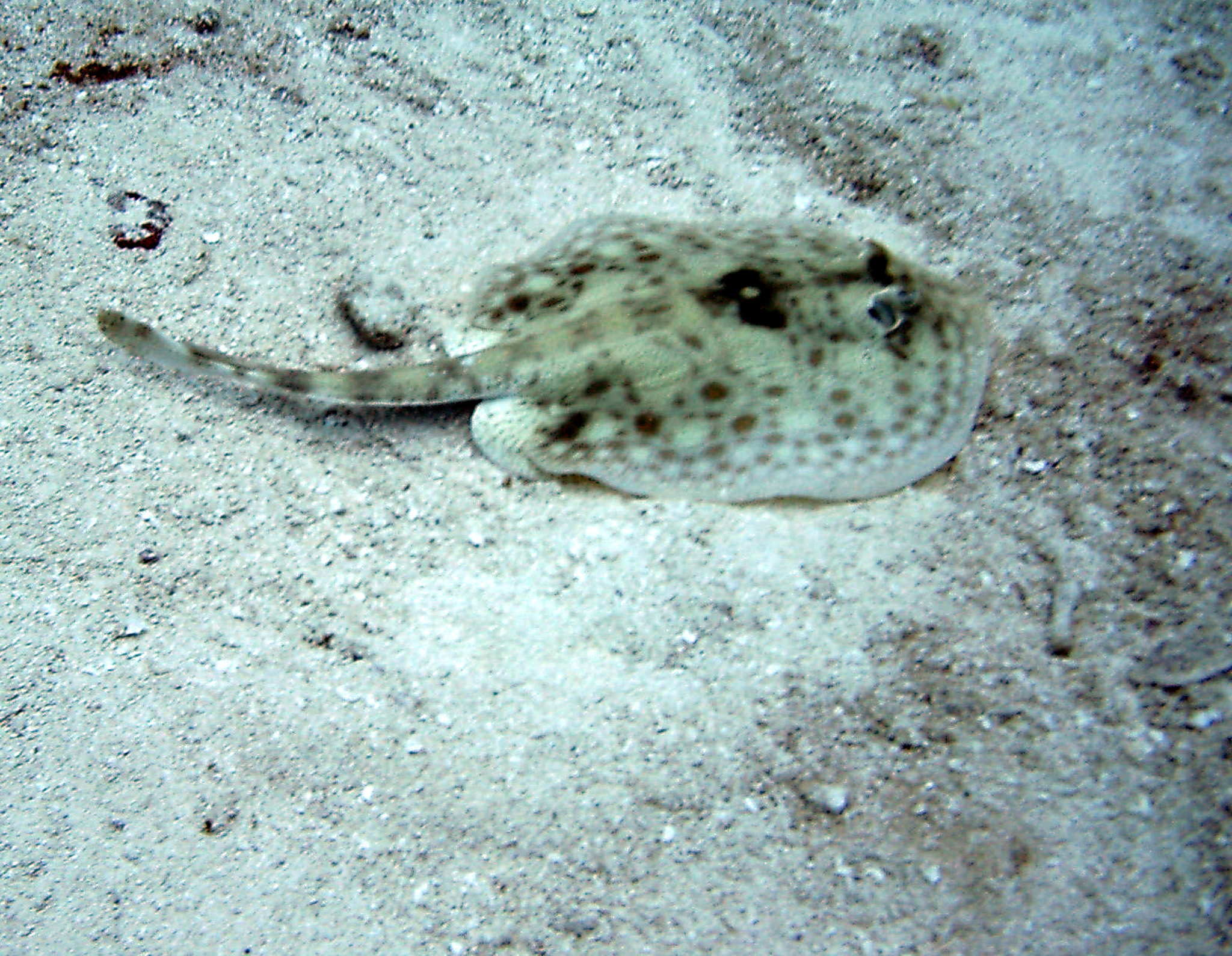 Cancun Skate