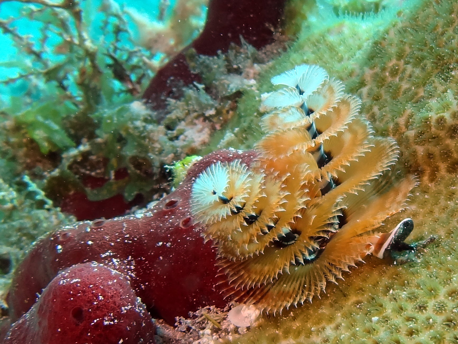 "Candy Cane" Christmas Tree Worms Key Largo 15
