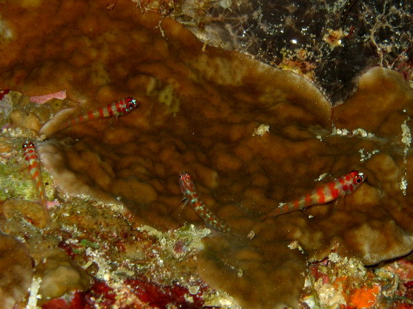 Candy Cane Dwarft Gobies