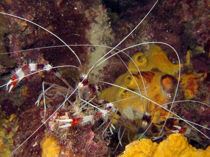 Candy Cane Shrimp