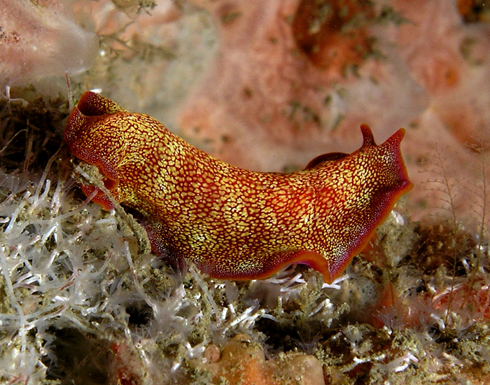 Candy Colored Flatworm