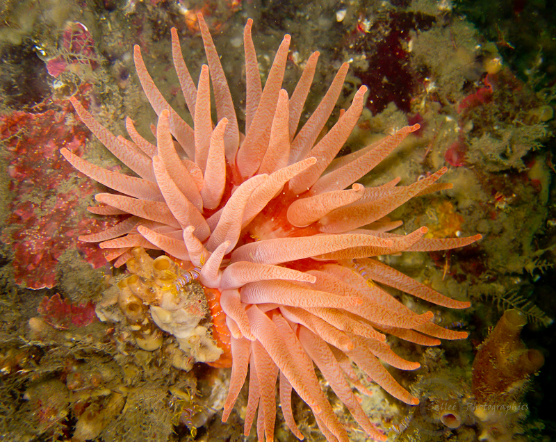 candy on the anenome