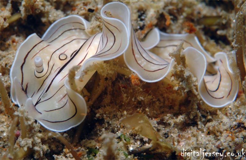 Candy Striped Flatworm