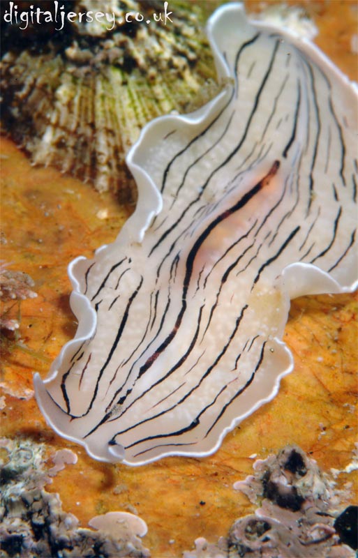 Candy Striped Flatworm