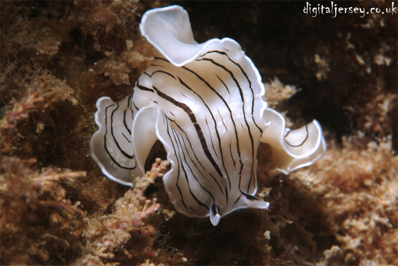 Candy Striped Flatworm