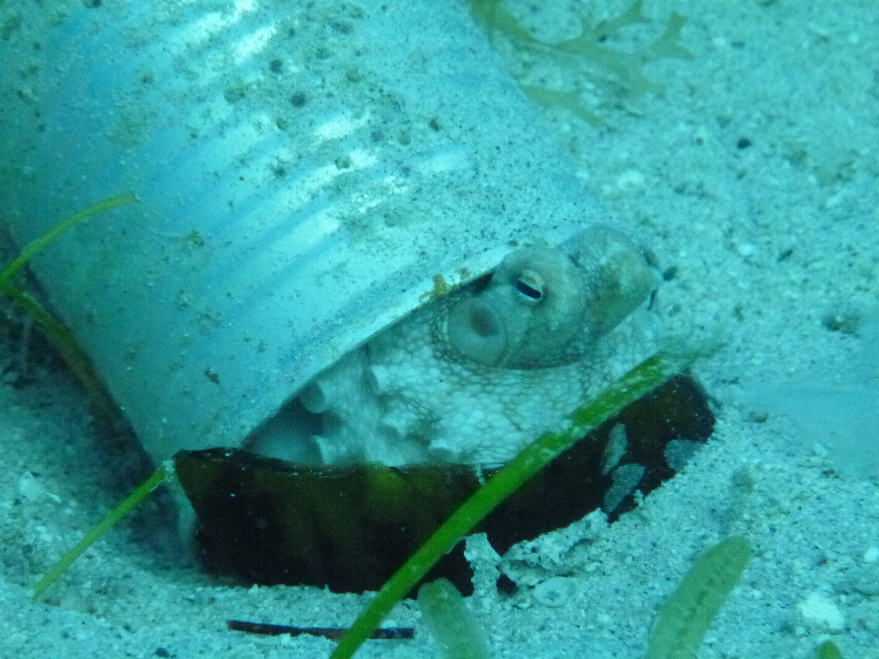 Canned Octopus