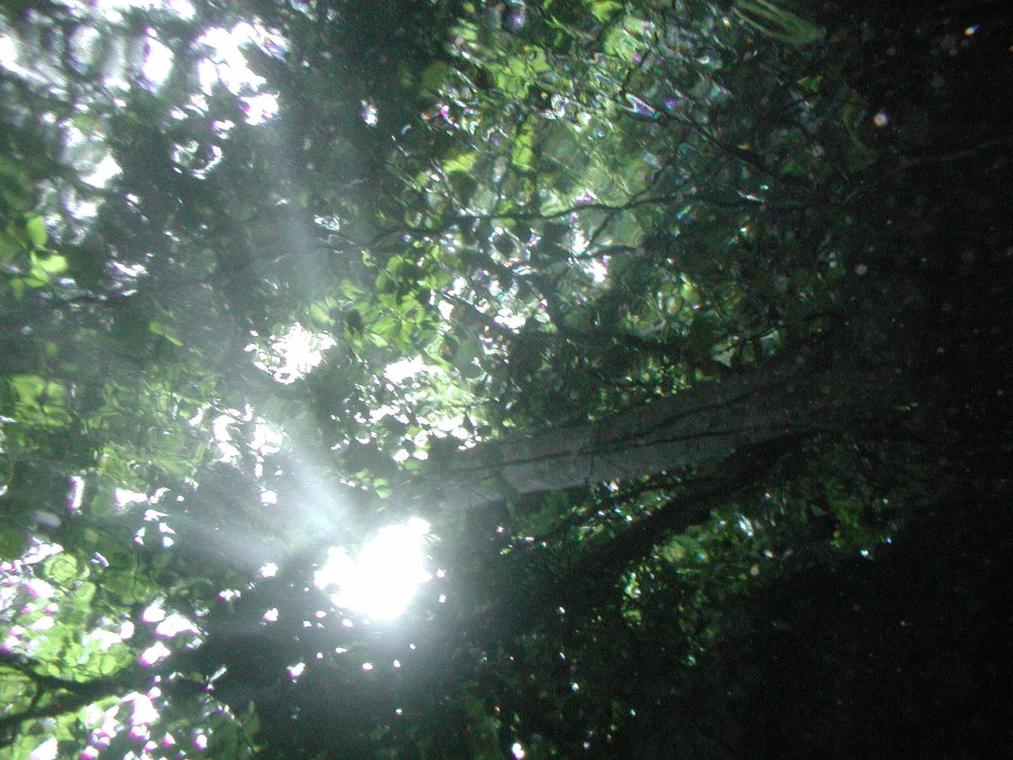 Canopy from Below Mirror Pond