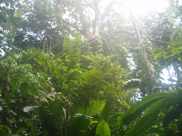 Canopy Tour Puerto Viejo