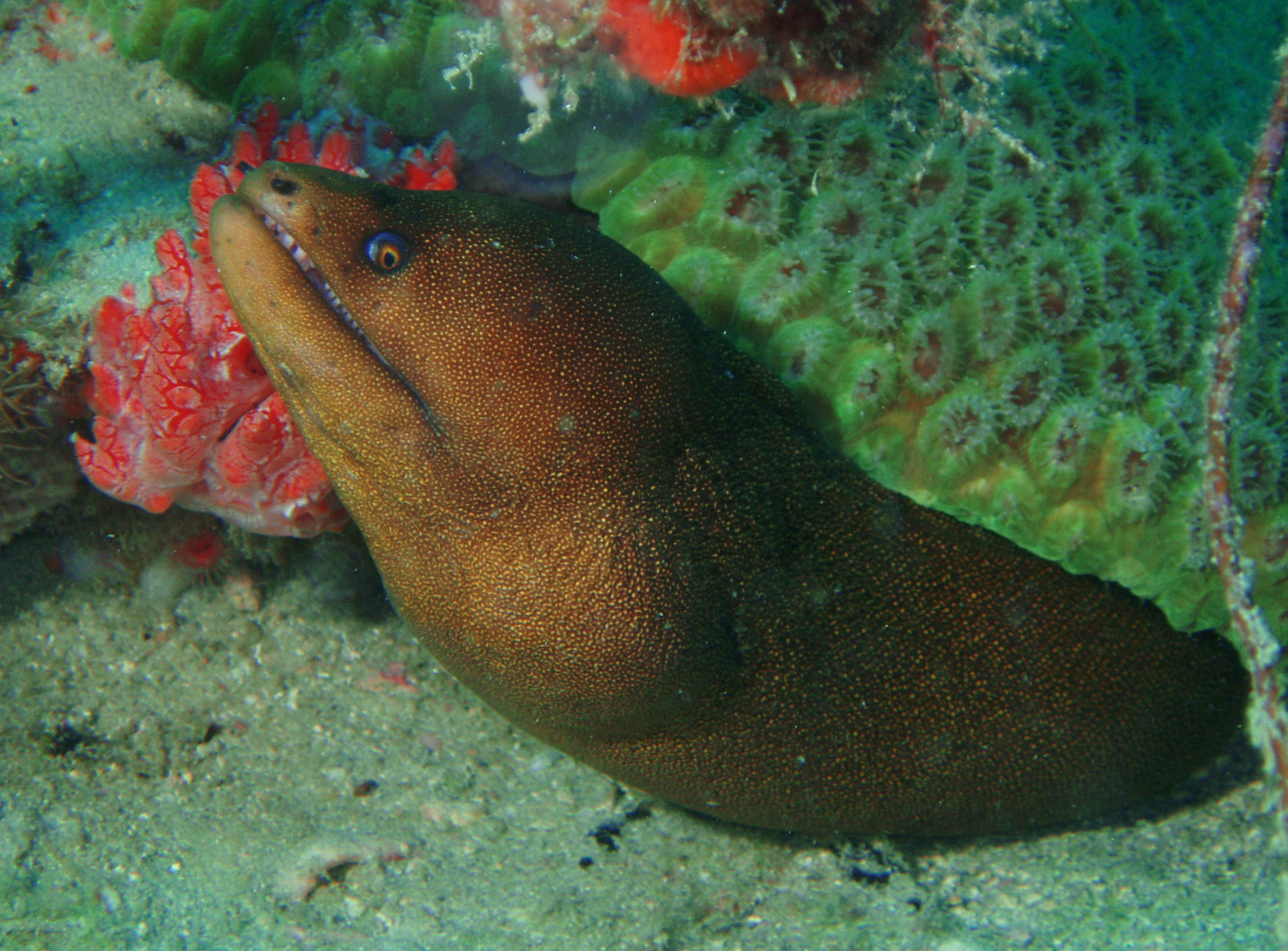 capt. curls reef jupiter