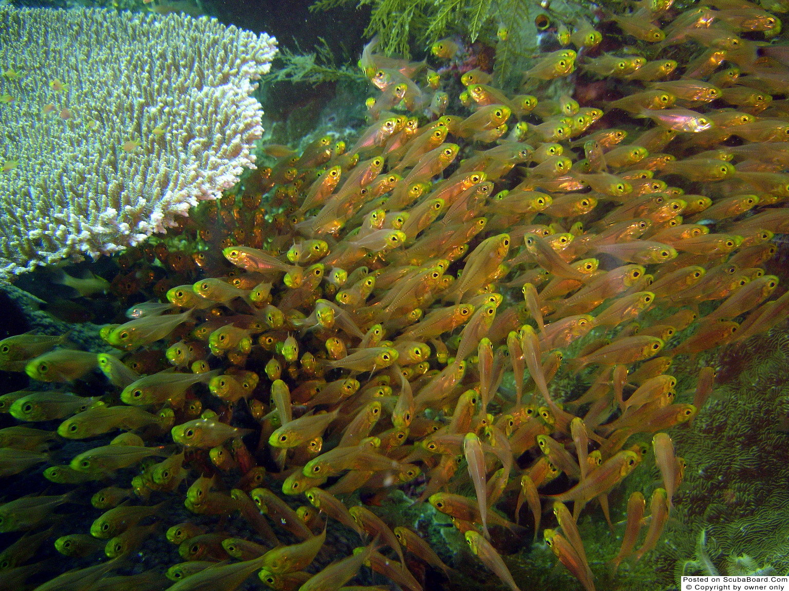 Cardinal fish, Kubu, Bali