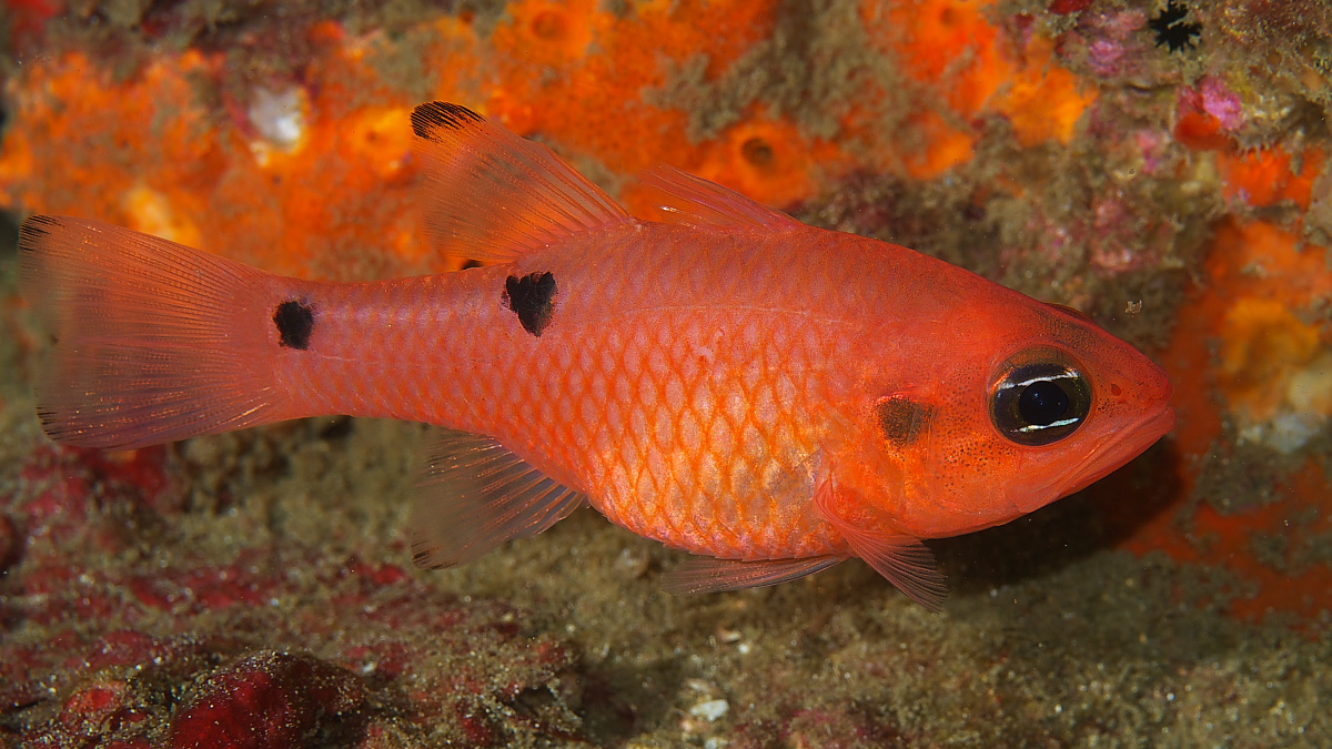 cardinal_fish_2011_07_40