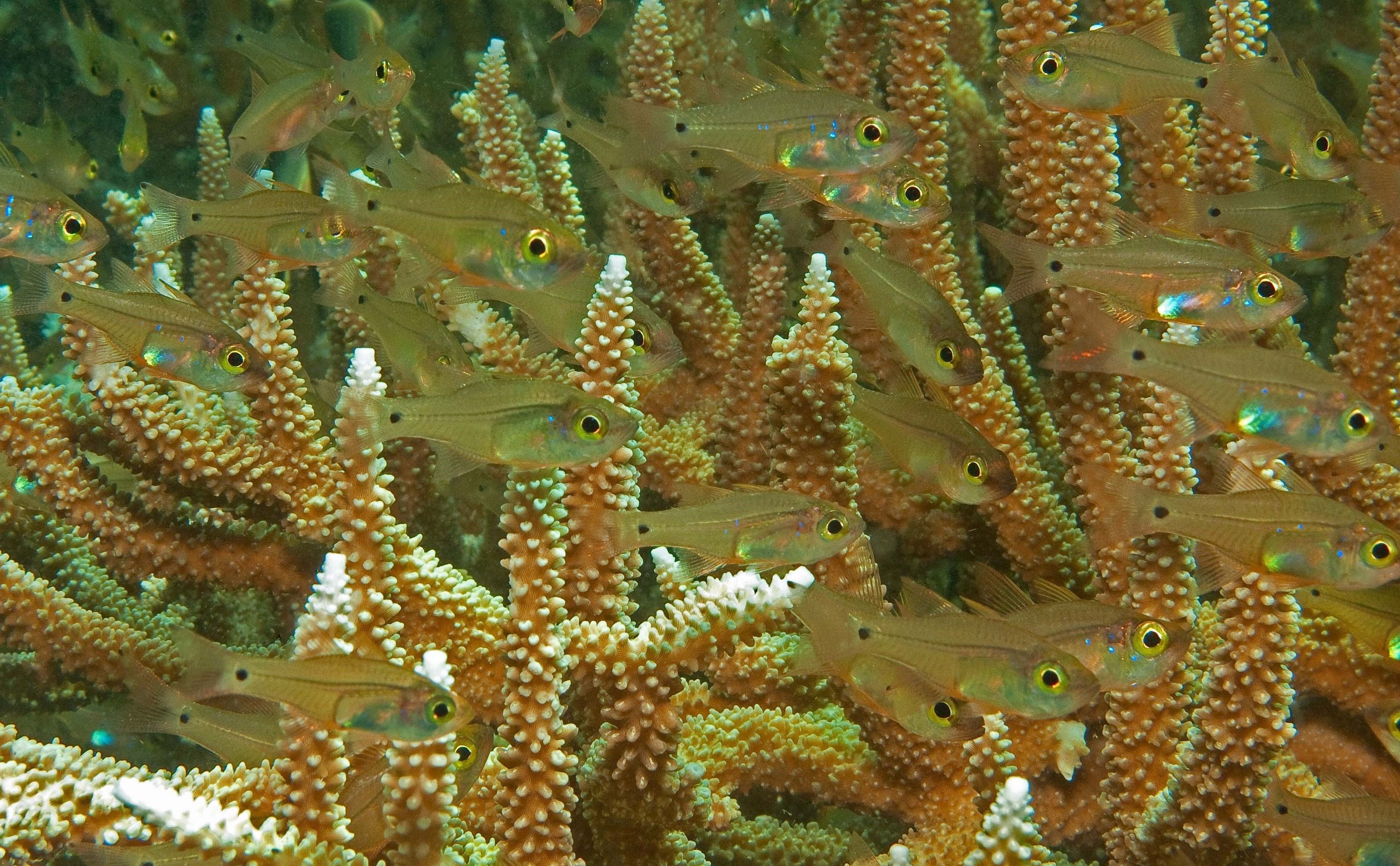 Cardinalfish