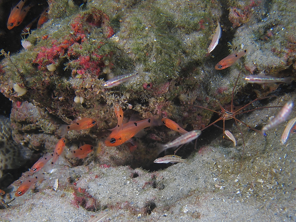 cardinalfish601