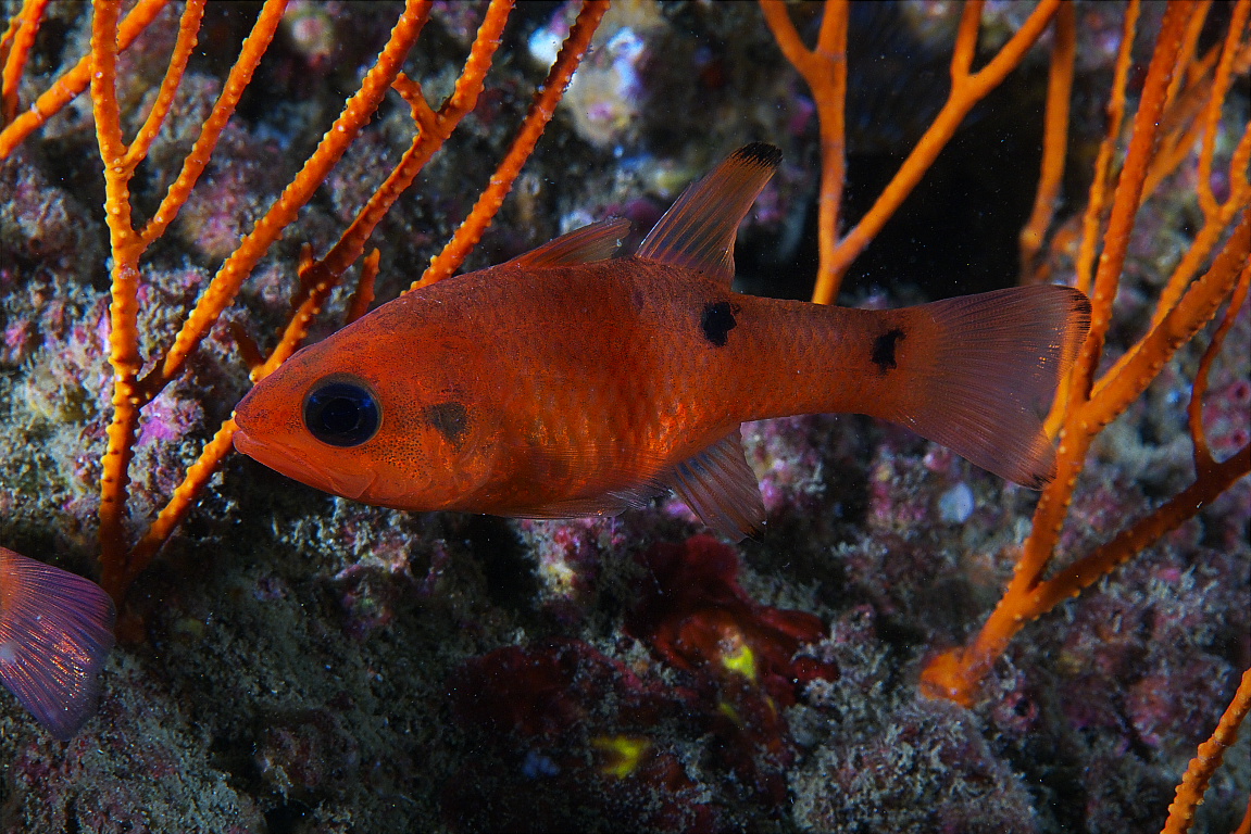 cardinalfish_2011_07_01