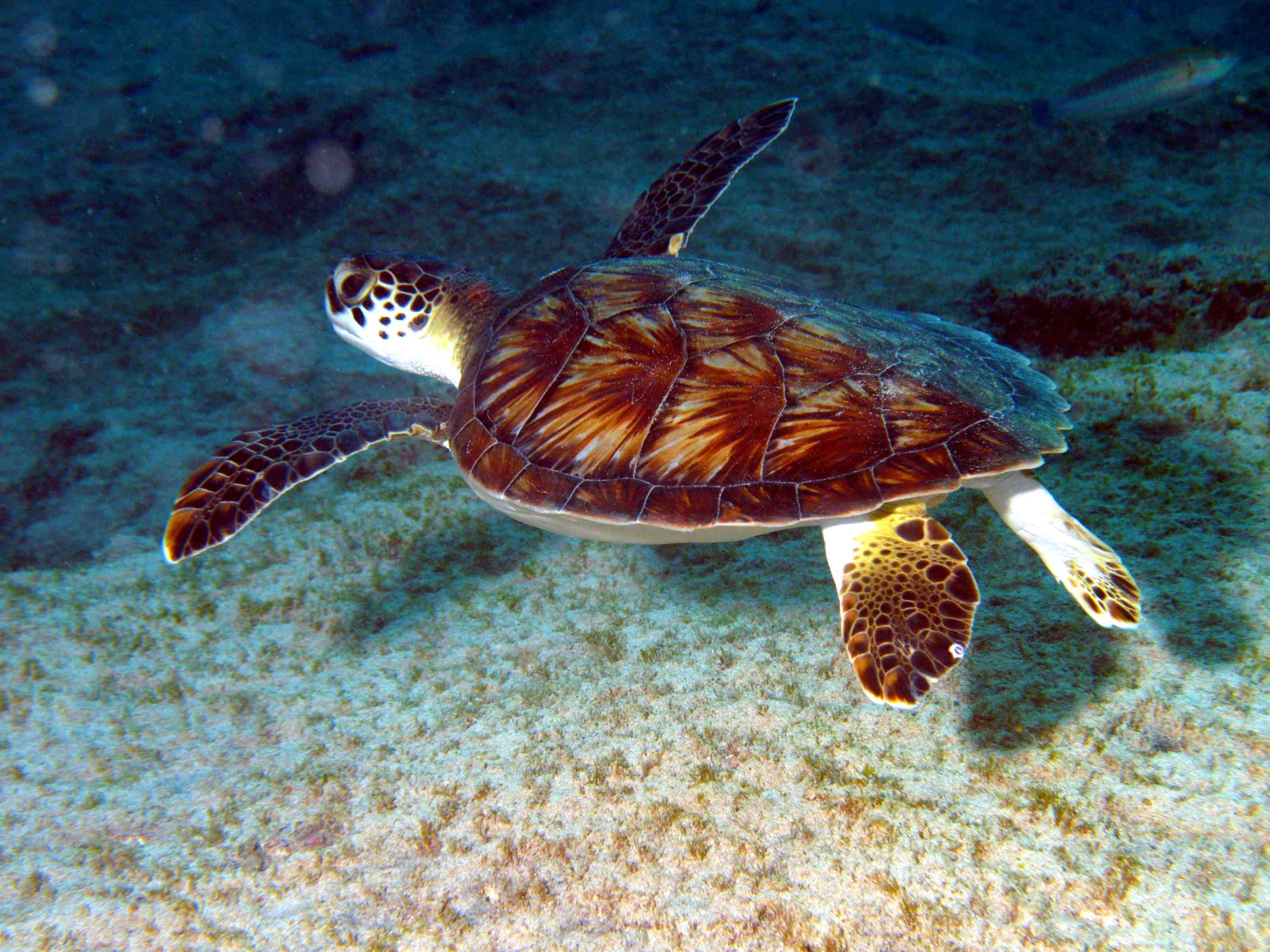 Caretta caretta juvenile at Ponta Preta