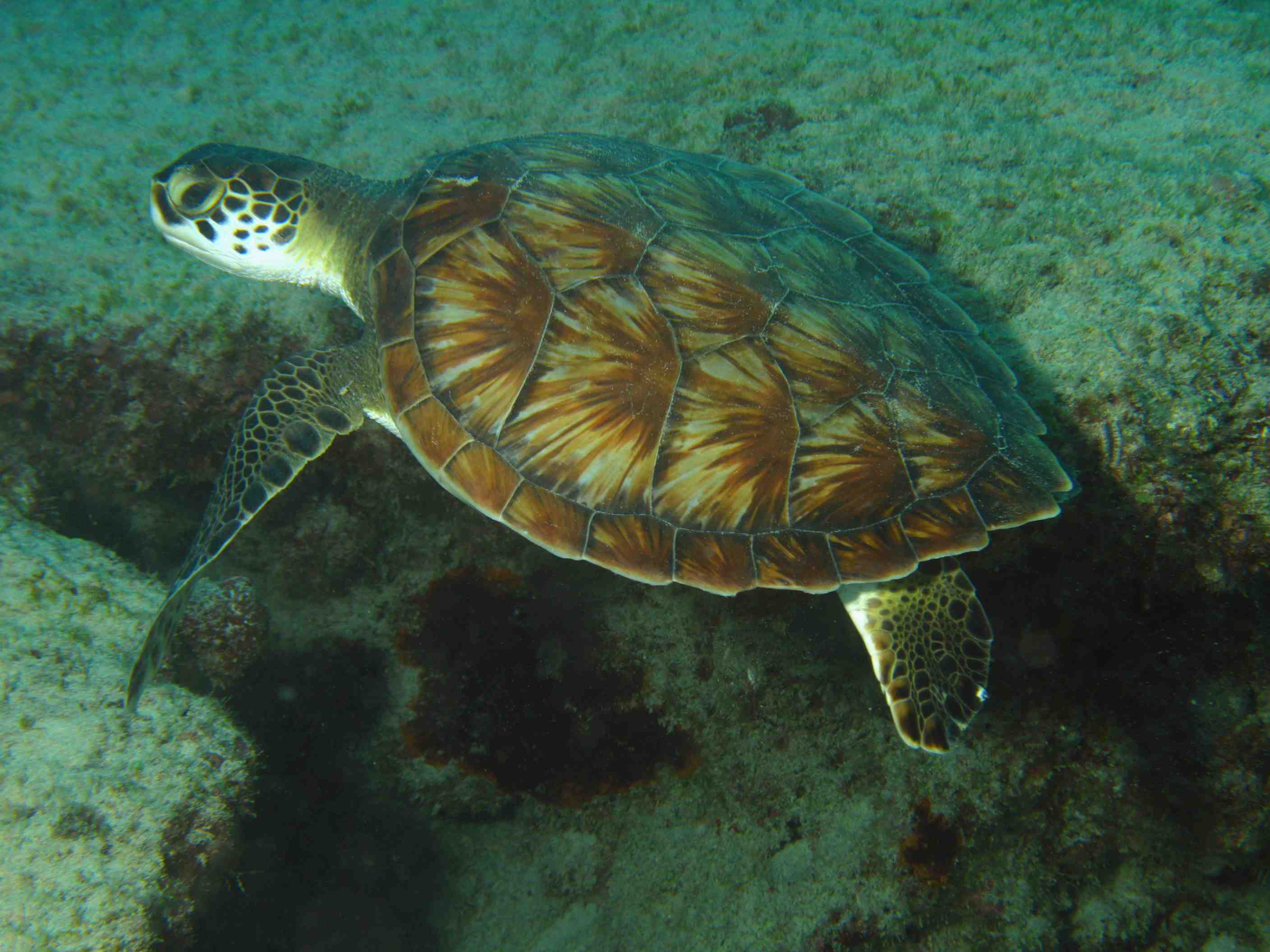 Caretta Caretta