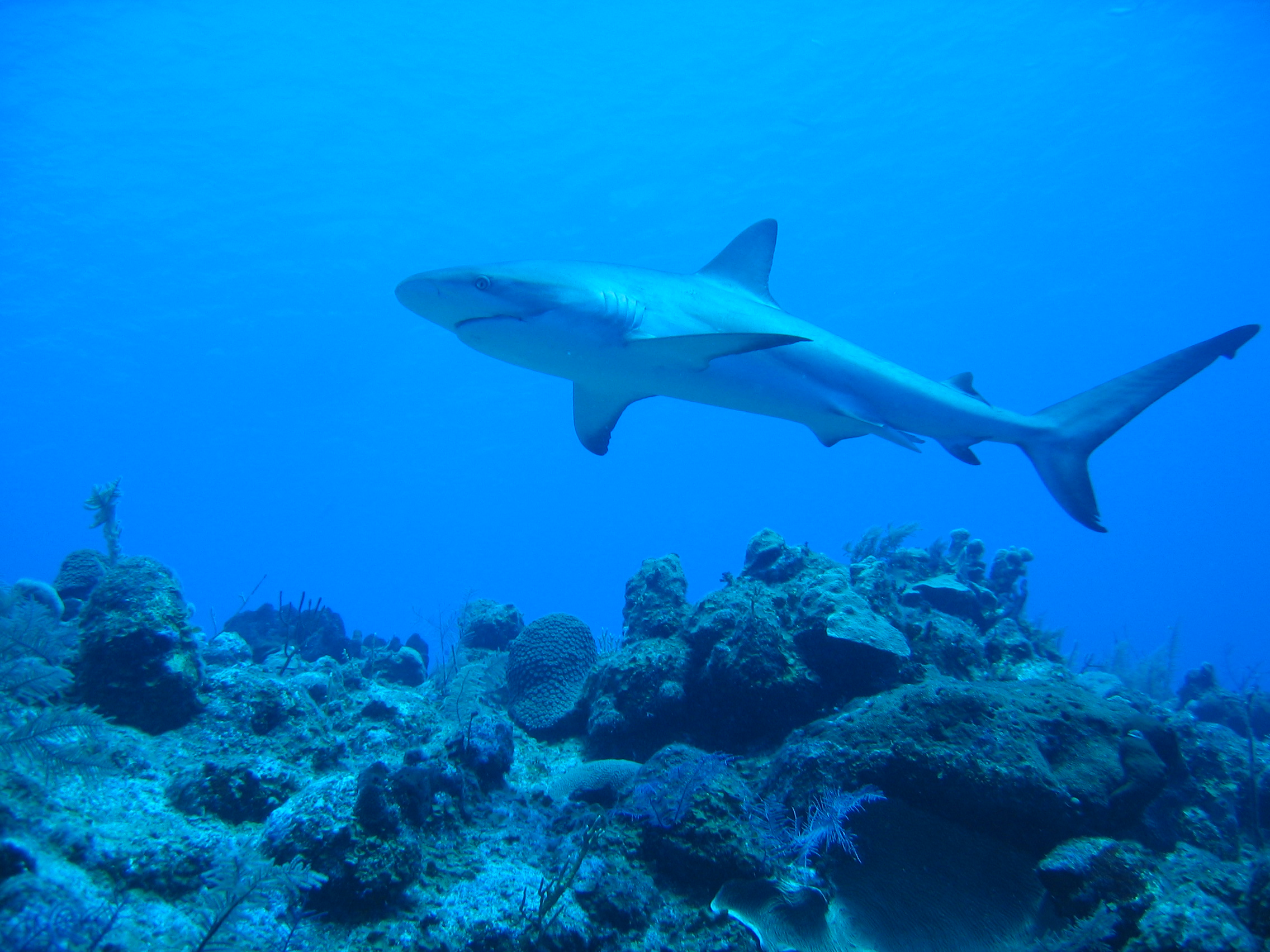 Carib. Reef Shark