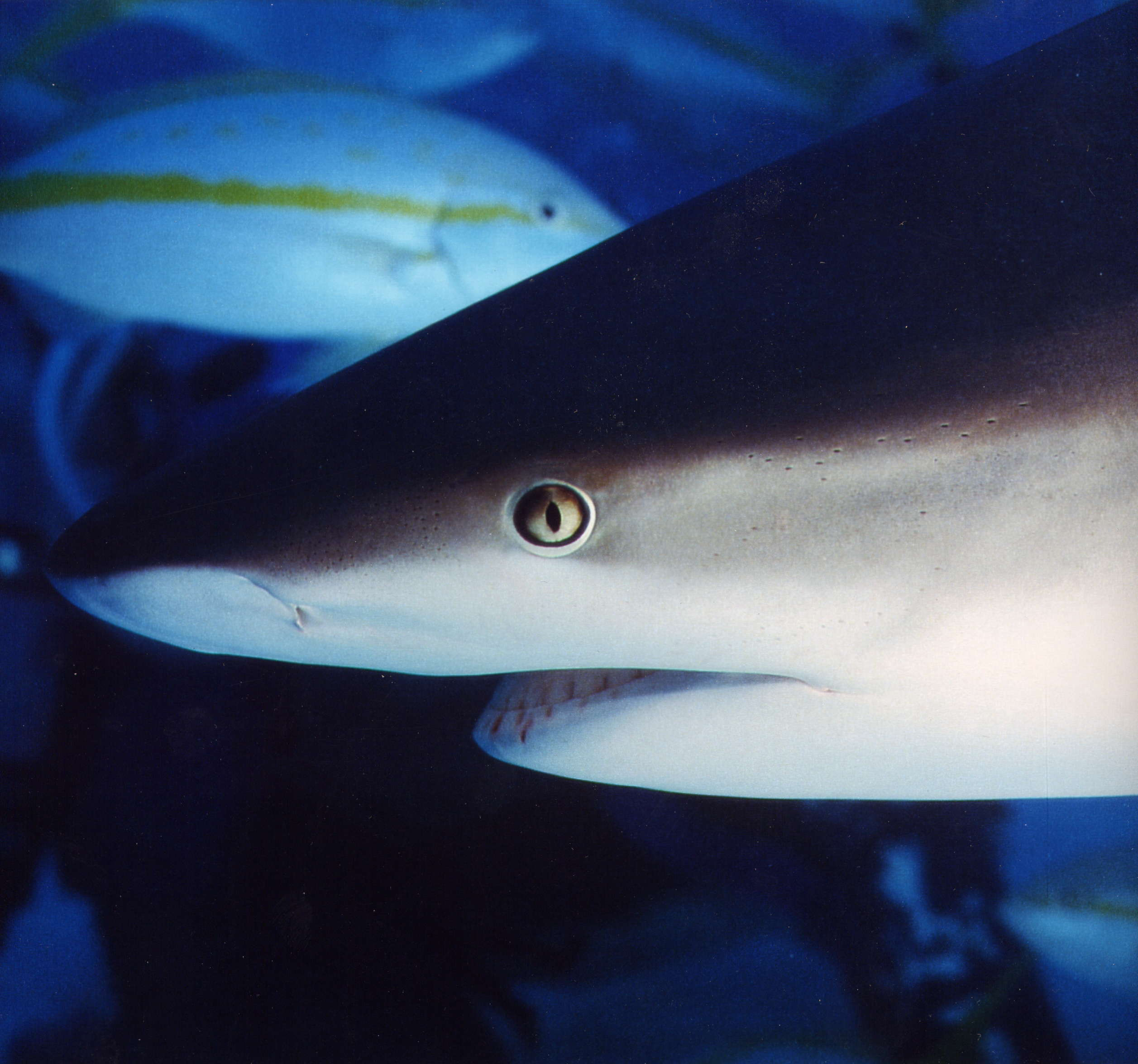 Caribbean Gray Reef Shark Proflie