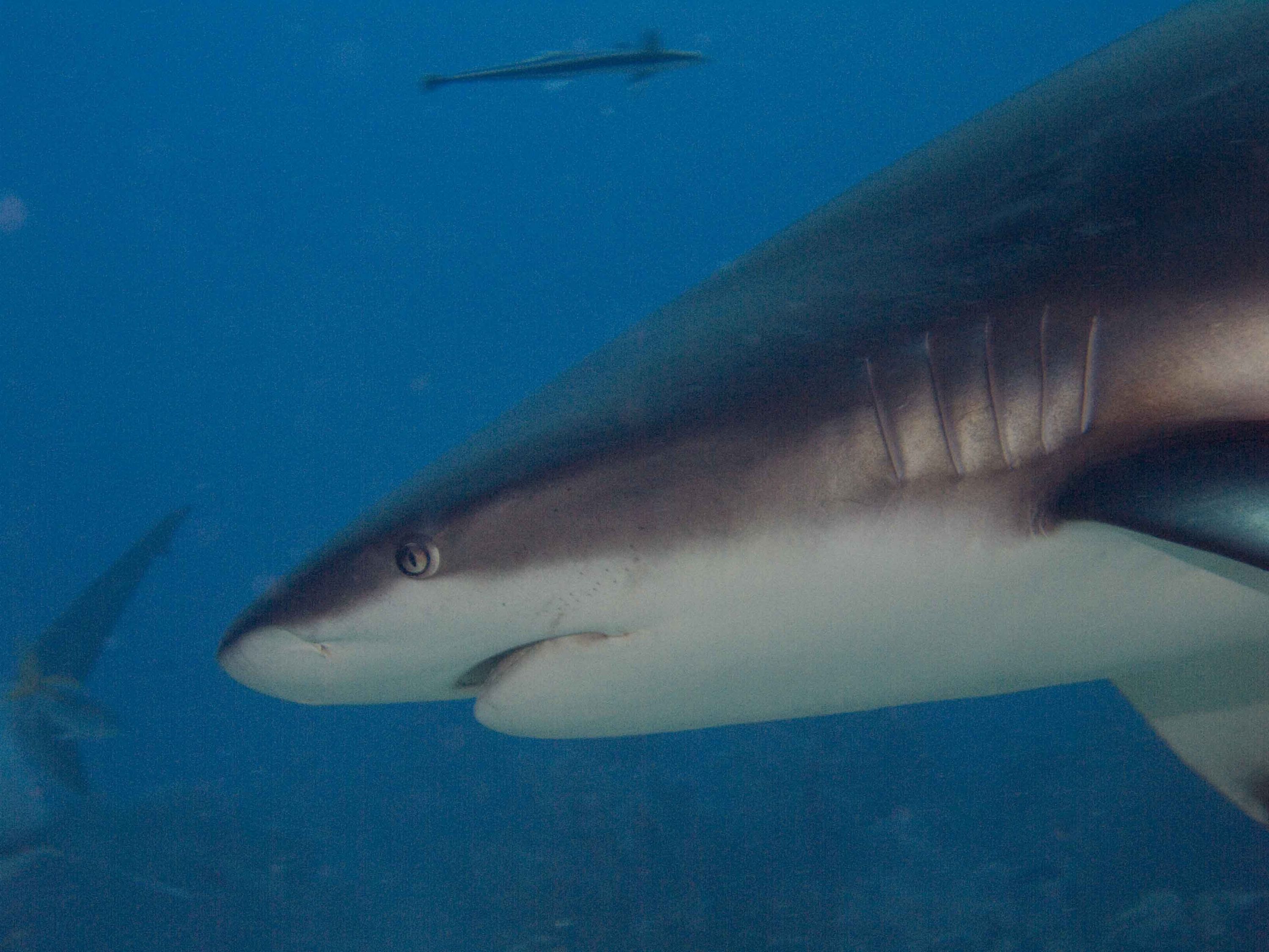 Caribbean Grey Reef Shark 3