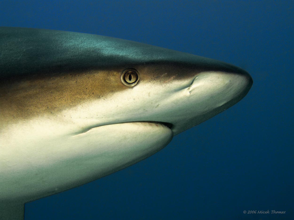 Caribbean Grey Reef Shark