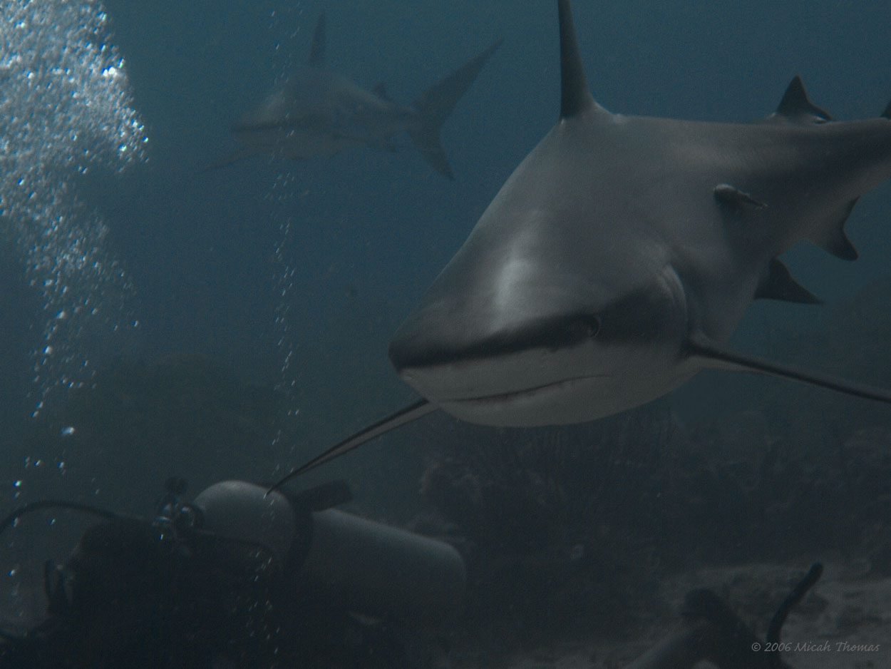 Caribbean Grey Reef Shark