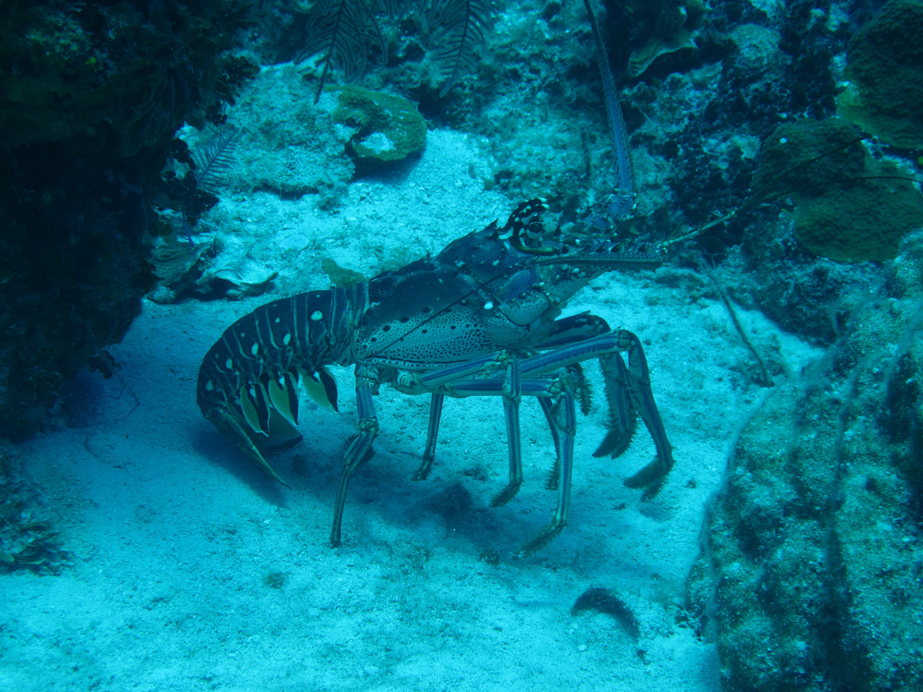 Caribbean lobster