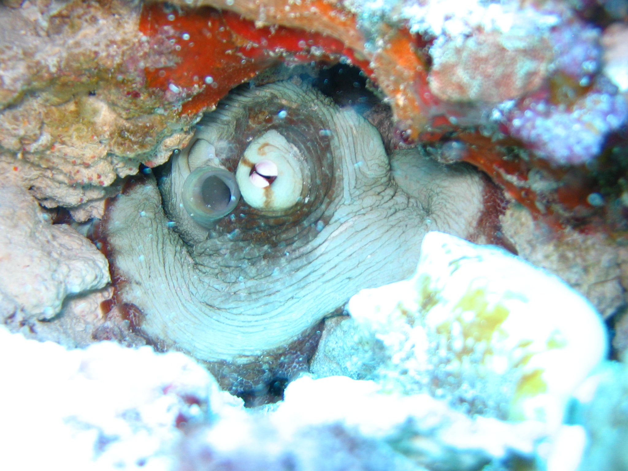 Caribbean reef octopus, Octopus briareus, daytime