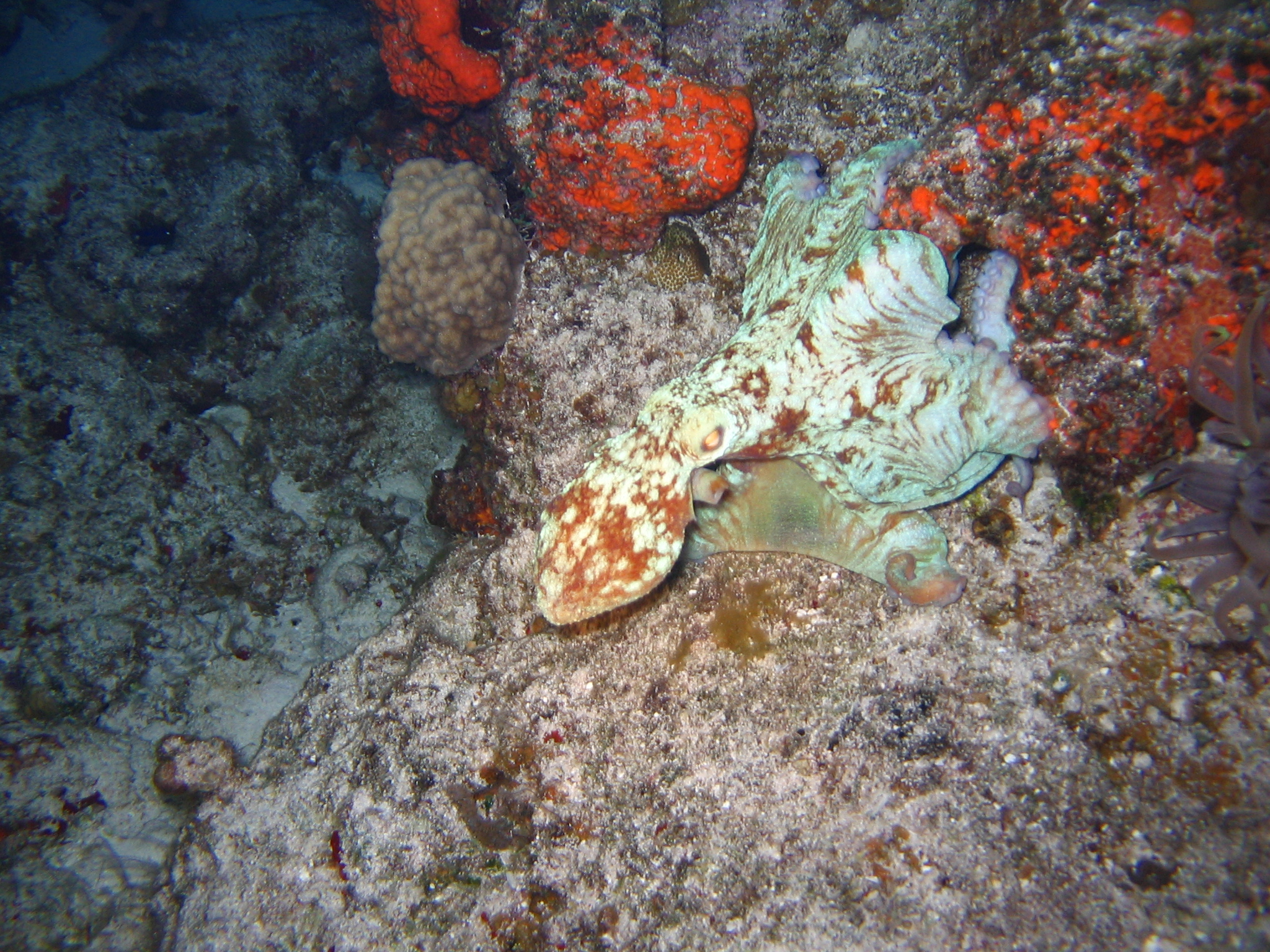 Caribbean reef octopus, Octopus briareus