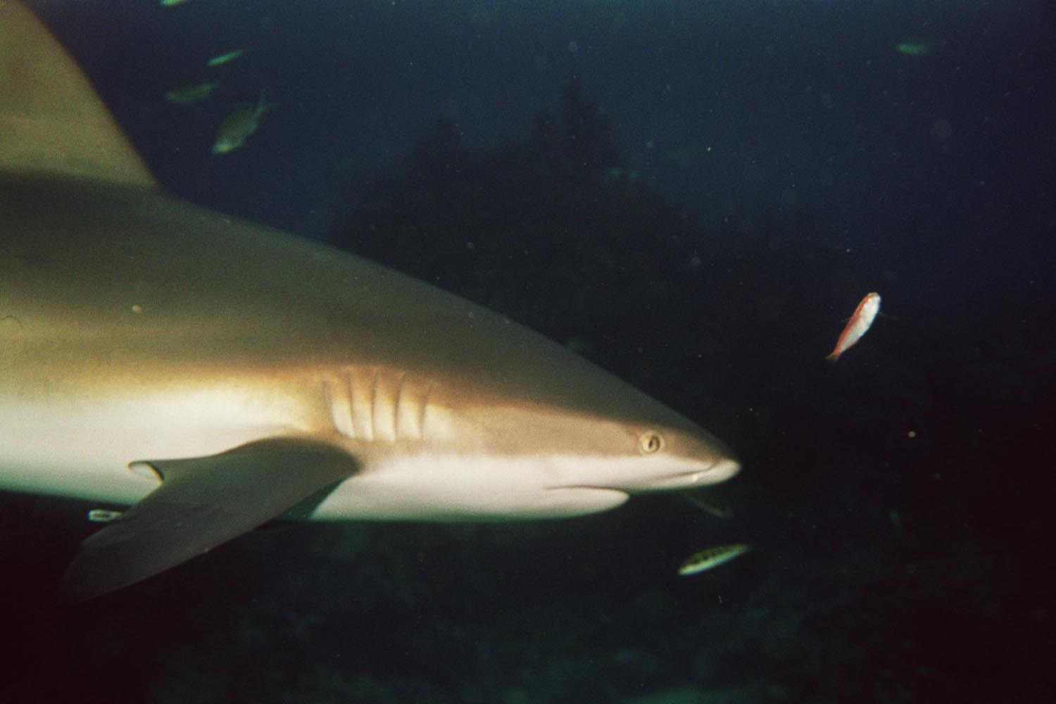 Caribbean reef Shark - Alongside