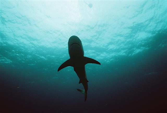 Caribbean Reef Shark, Bahamas