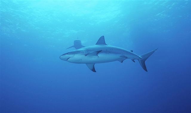 Caribbean Reef Shark, Bahamas