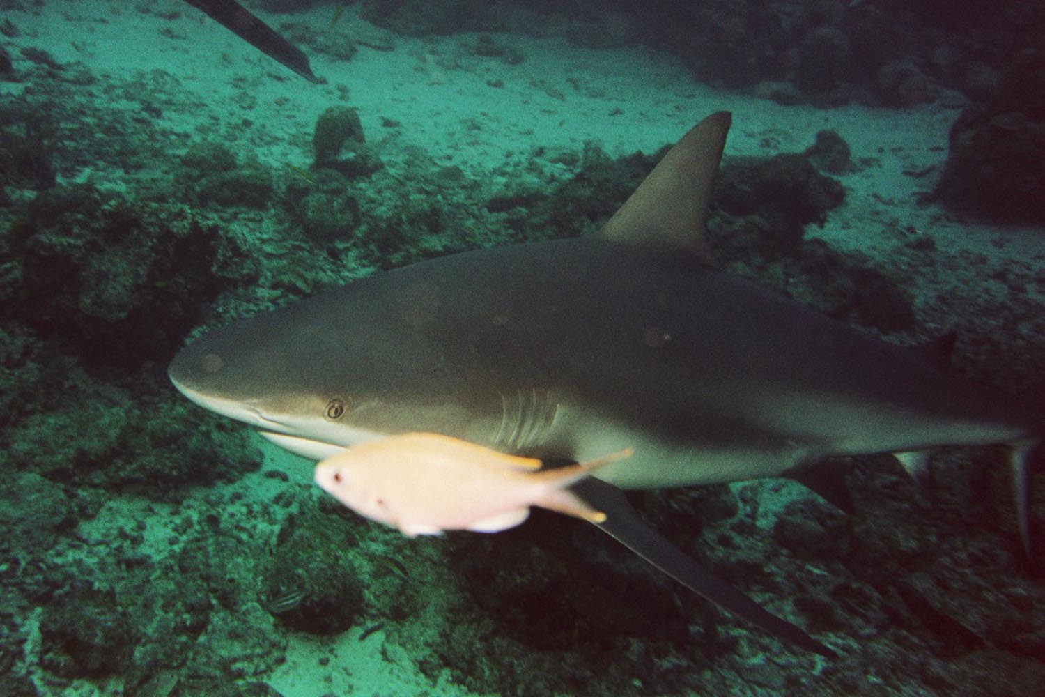 Caribbean Reef Shark - Brown Chromis - & Divemaster Fin Tip