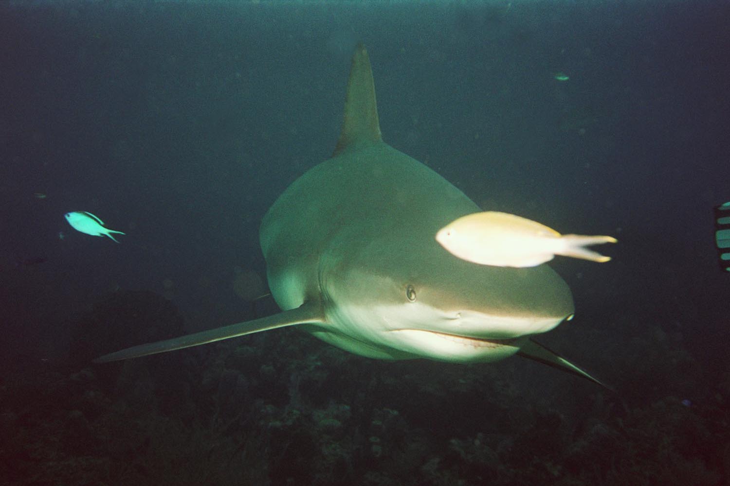 Caribbean reef Shark - circling