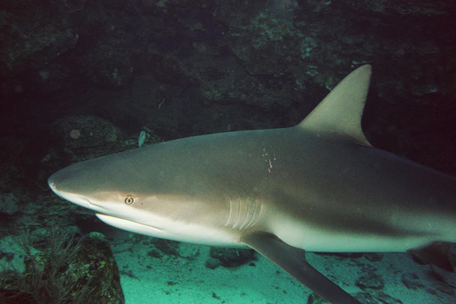 Caribbean Reef Shark - Close