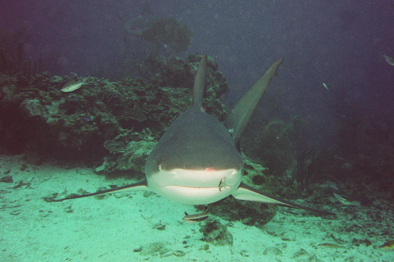 Caribbean Reef Shark - Closer Head On