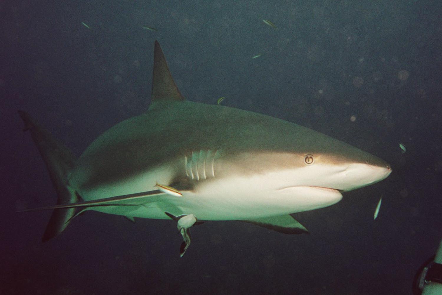 Caribbean Reef Shark - Closest Head On