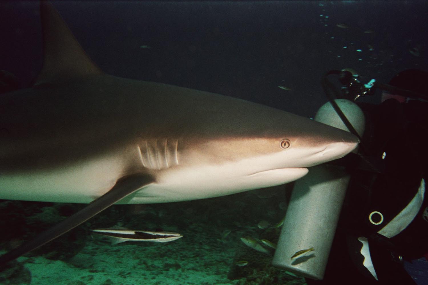 Caribbean Reef Shark & Divemaster