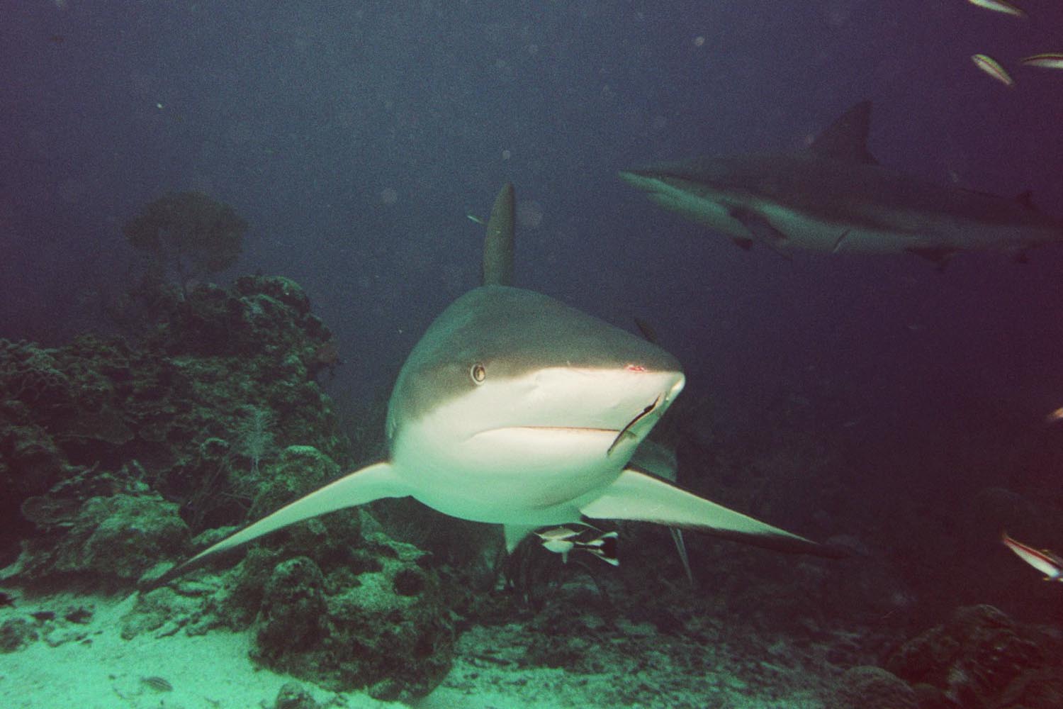 Caribbean reef Shark - Head On