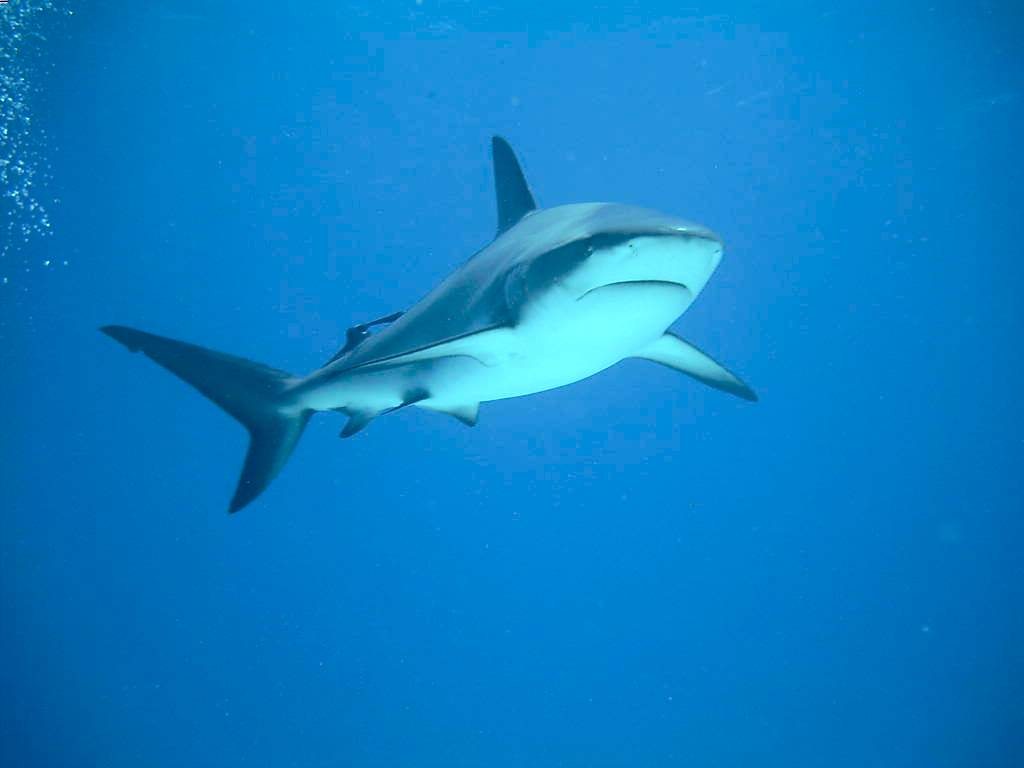 Caribbean Reef Shark (Nassau, Bahamas 090104)