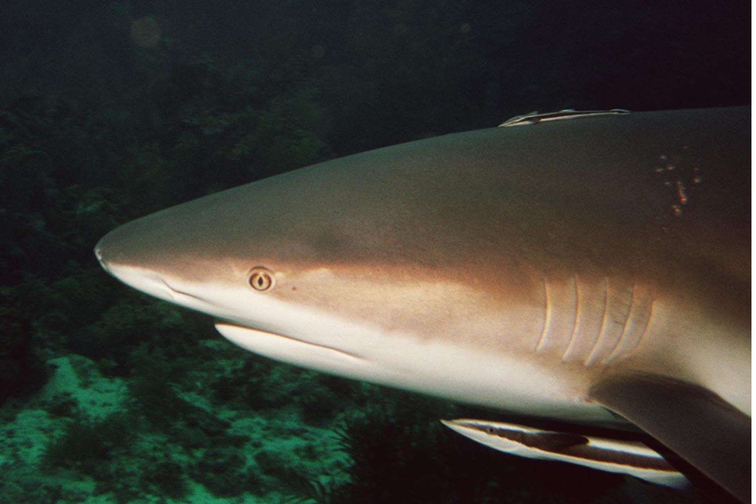 Caribbean Reef Shark - Other Side Head