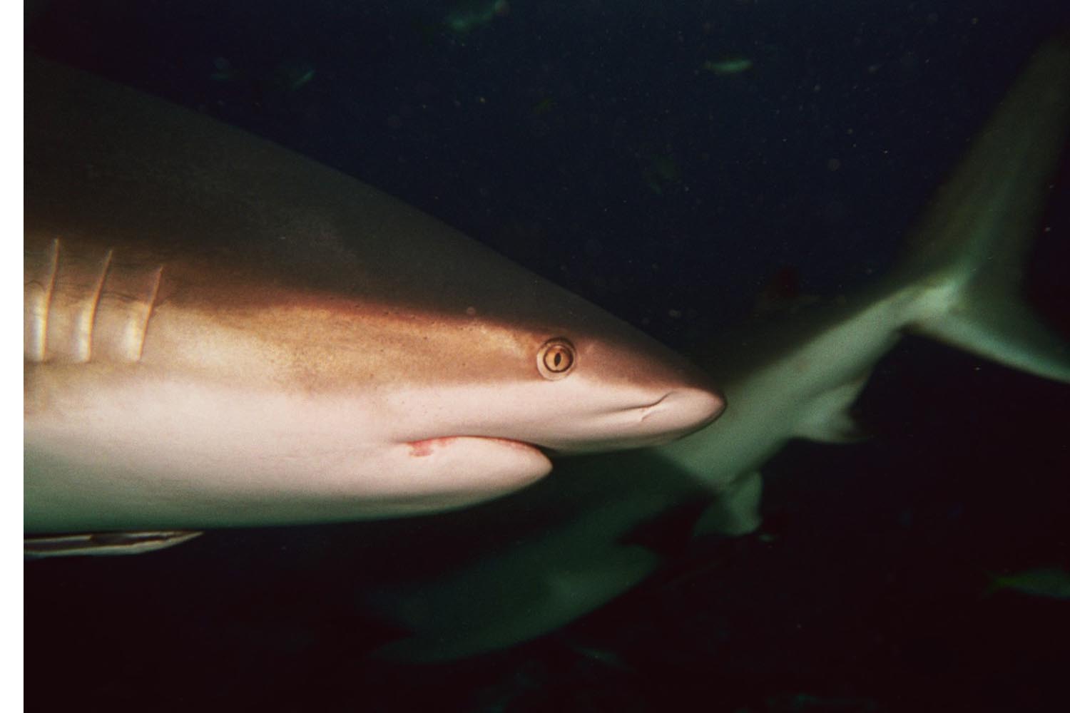 Caribbean Reef Shark - Side Head