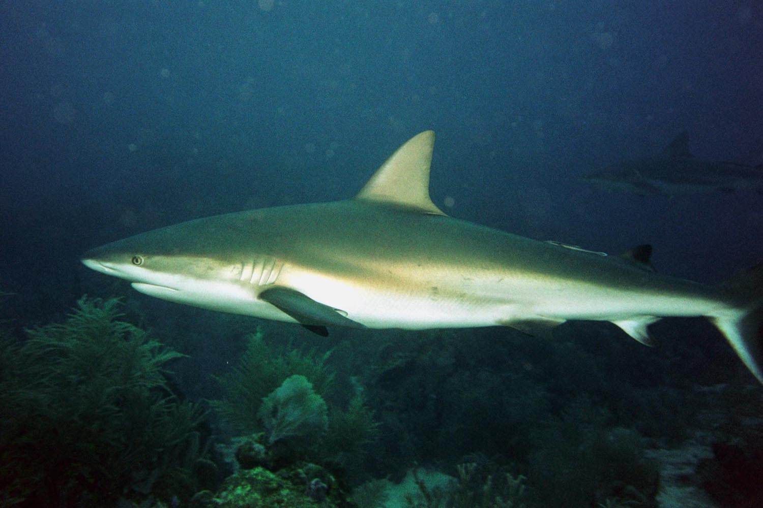 Caribbean Reef Shark - Side Shot