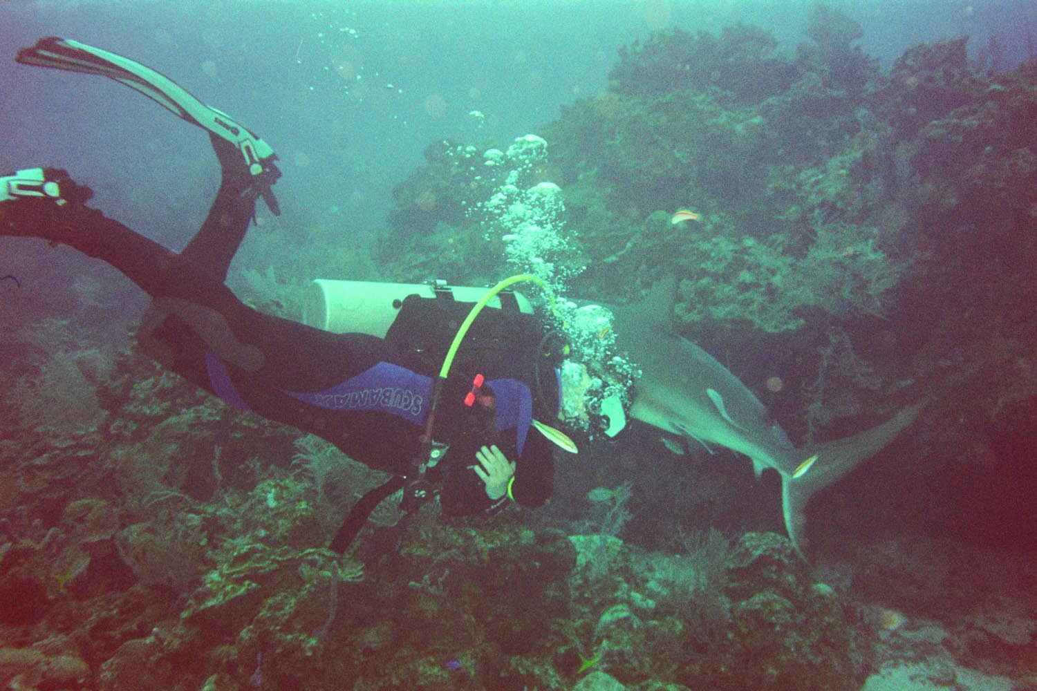 Caribbean Reef Shark & WWD