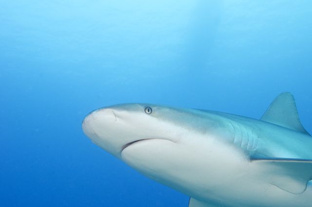 Caribbean Reef Shark