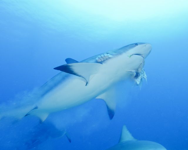 Caribbean Reef Shark