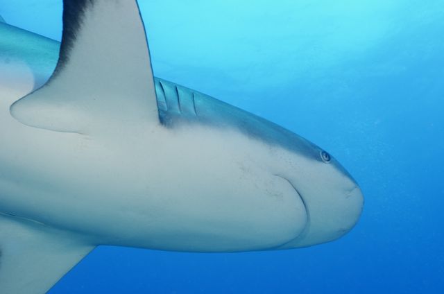 Caribbean Reef Shark