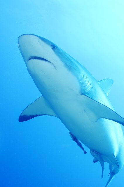 Caribbean Reef Shark