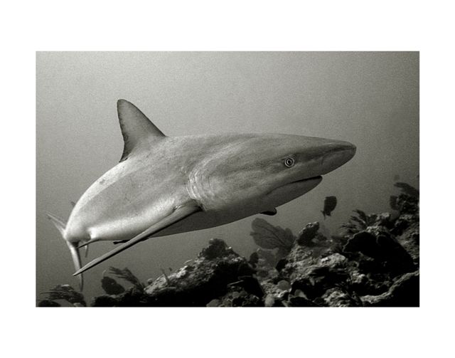 Caribbean Reef Shark