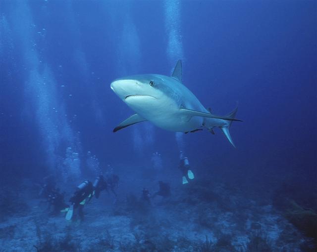 Caribbean Reef Shark